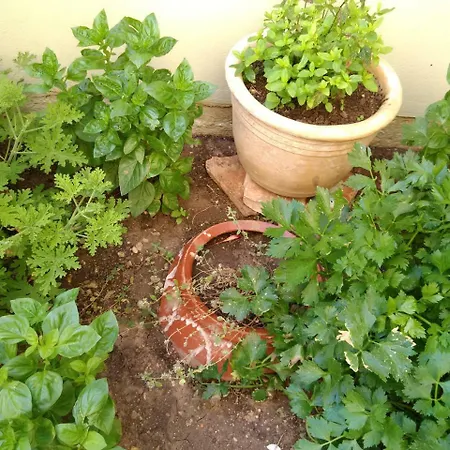 Vilana Kalamos (Kythira)