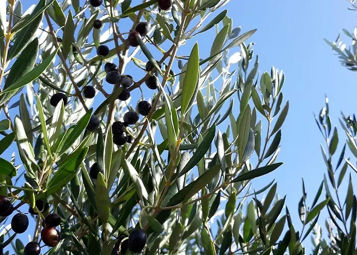 Vilana Kalamos (Kythira)