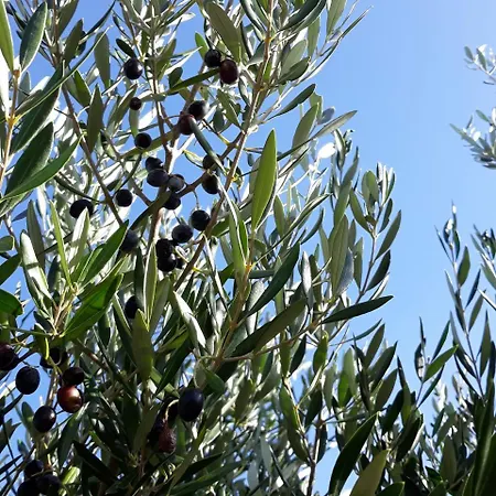 Vilana Kalamos (Kythira)