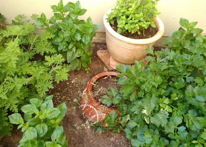 Vilana Kalamos (Kythira)